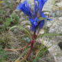 Gentiana kirilowii