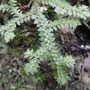 Selaginella denticulata