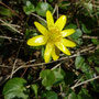 Renoncule ficaire (Ficaria verna)