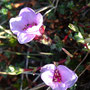 Saxifraga oppositifolia