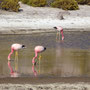 Flamants des Andes