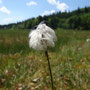 Linaigrette vaginée (Eriphorum vaginatum)