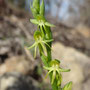 Habenaria tridactylites