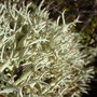 Cladonia uncialis