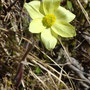 Pulsatilla alpina ssp. apiifolia