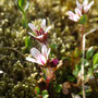 Saxifraga rivularis