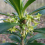 Laurier des bois (Daphne laureola)
