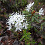 Ledum palustre ssp.groenlandicum (Labrador Tea)