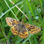 Nacré de la Canneberge (Boloria aquilonaris)