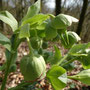 Hellébore fétide (Helleborus foetidus)