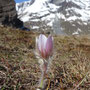 Pulsatilla vernalis