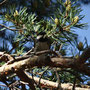 Mésange noire sur pin sylvestre