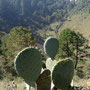 Opuntia robusta (subendémique)