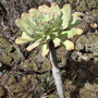 Aeonium urbicum