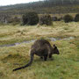 Thylogale à ventre rouge / Pademelon