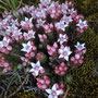 Sedum goldmanii