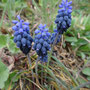 Muscari à grappes (Muscari neglectum)