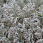 Cladonia rangiferina