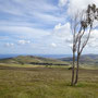 Eucalyptus replanté 