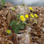 Potentilla uniflora (One-flowered cinquefoil)