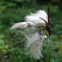 Linaigrette à feuilles larges (Eriophorum latifolium)