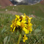 Ligularia alpigena