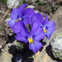 Viola calcarata