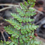 Paragymnopteris marantae sp. subcordata