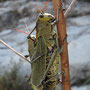 Taeniopoda stali