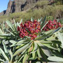 Euphorbia atropurpurea