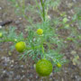 Matricaria matricarioides (Pineapple weed)