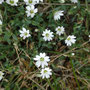 Stellaria longipes