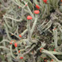 Cladonia macilenta 