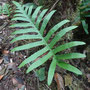 Polypodium cambricum subsp. macaronesicum