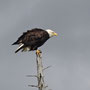 Pygargue à tête blanche (Bald Eagle)