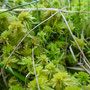Sphaigne (Sphagnum sp.)