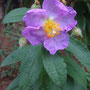 Cistus symphytifolius