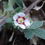 Potentille à petites fleurs (Potentilla micrantha)