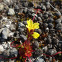 Saxifraga flagellaris subsp. platysepala