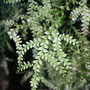 Selaginella pallescens (Amérique centrale)