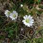 Cerastium arcticum