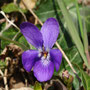 Violette odorante (Viola odorata)