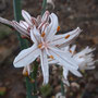 Asphodelus ramosus