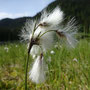 Linaigrette à feuilles étroites (Eriophorum angustifolium)