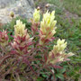 Castilleja caudata (Yellow Paintbrush)