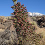 Echium wildpretii