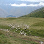 Troupeau de brebis dans le Grand Caucase