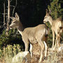 Cerfs mulets (Odocoileus hemionus)