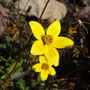 Bidens triplinervia (Amérique centrale)