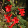 Loeselia mexicana (subendémique)